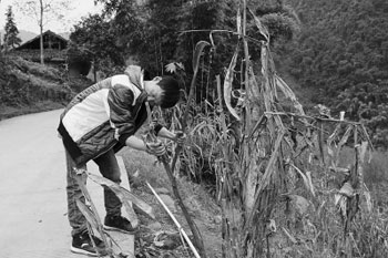 Huang Congbing is self-supporting in polio breeding.