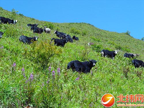 Organic yaks lead villagers on the road to prosperity