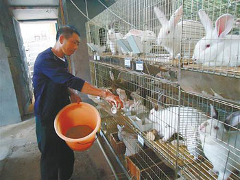 Raising rabbits with forage grass is so easy to earn an annual net income of 200000.