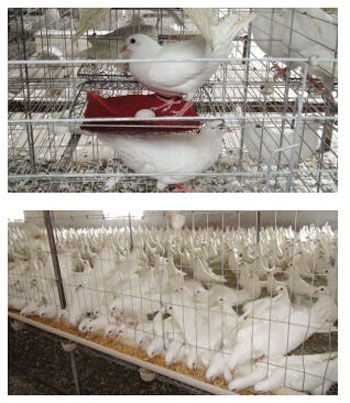 * * Pigeon breeding is really fresh. How to make money by raising pigeons?