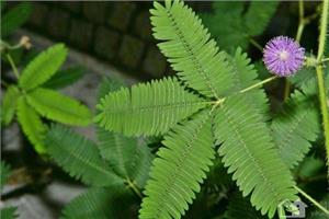 How to cultivate mimosa, a fresh household plant