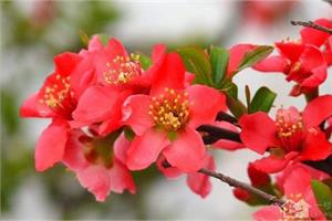 How to plant green crabapple flowers at home