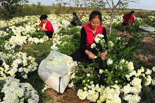 More than 600 mu of Hangzhou white chrysanthemum in Wenxi County, Shanxi Province have had a bumper harvest.