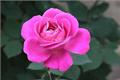 What kind of tree can be grafted the benefits of rose grafting