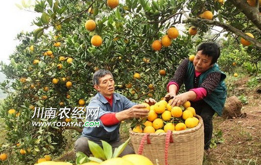 The fruit planting of Luzhou couple has sweetness to drive the villagers to get rich.