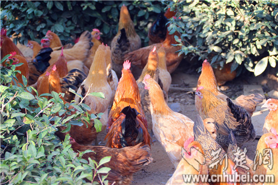 Tea country chickens add capital wings, Hubei Yingshan precision poverty alleviation to explore a new way