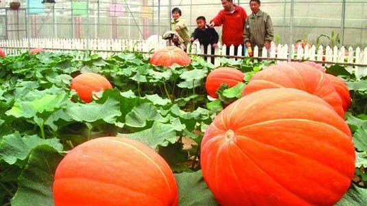 Looking at the three main points of Agriculture in the Future from the Perspective of Agricultural Trade Fair