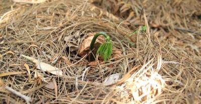 The hard work of planting, Sanqi planting (1)