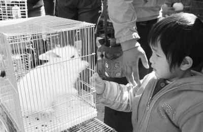 The pet rabbit is difficult to serve. The woman spent thousands of yuan to save the rabbit's life.