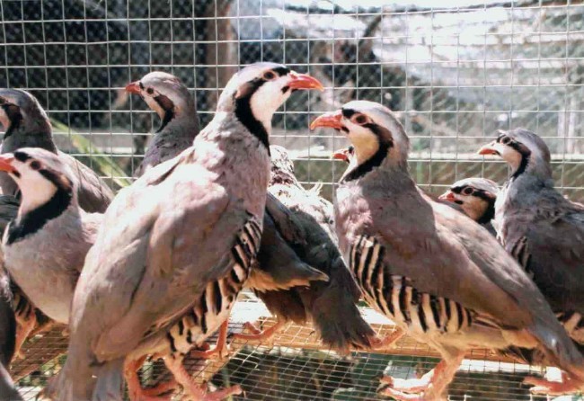 Partridge farming can make a lot of money