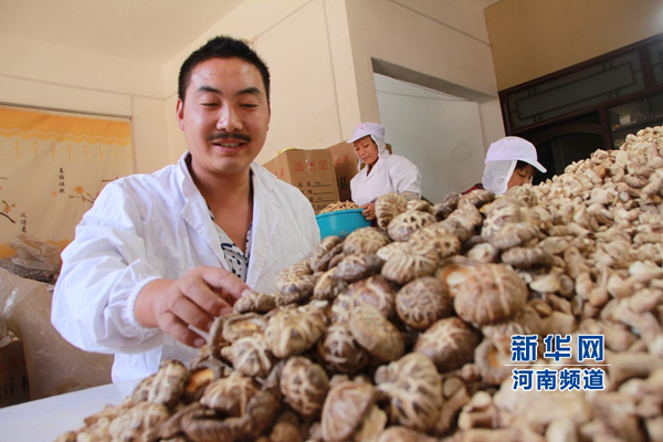 Lentinus edodes supports the big dream of starting a business.