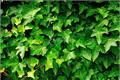 How to grow Ivy quickly five points for attention in Ivy Culture