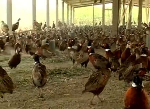 Post-80s boys breed colorful pheasants to create a new world for rich farmers.