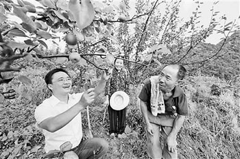 College students who return to their hometown to grow pears increase the income of the villagers