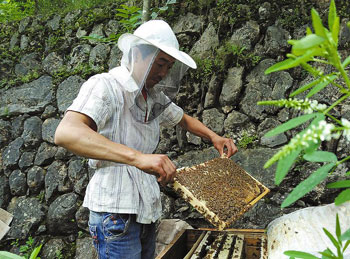 The industrialization of native bee breeding is highly efficient when it comes to the Internet.