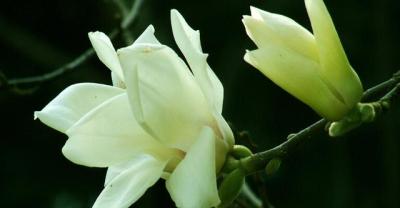 Two kinds of orchid watering behavior, I do not know how many orchids have been killed.