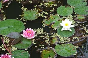 What are the points for attention in the culture of water lilies?