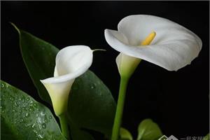 How to cultivate calla lilies to cultivate calla lilies