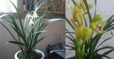Sharing the experience of orchid planting, how to grow orchids in the tenth month of the lunar calendar?