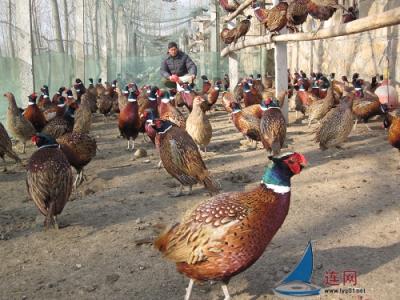 Characteristic farming farmers in Pingming Town, East China Sea