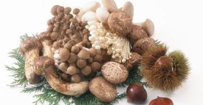 Preparation method of edible mushroom cultivation seed