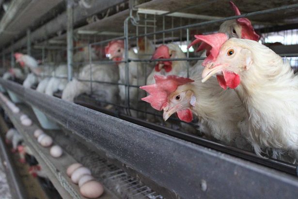 The Council of Agriculture admitted frankly that the release of Marek vaccine affected 500000 laying hens. Egg farmers: egg shortage factors such as dominoes, Marek incident is the beginning.