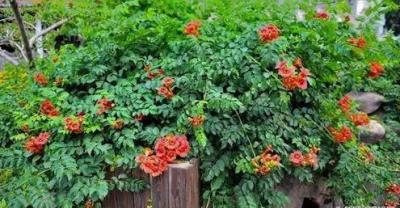 Flower cultivation instructions: fengshui for growing flowers and trees at home