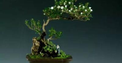 Grafting methods of ten kinds of precious flowers and trees