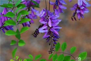 How to cultivate Flower and cultivate the Disease Control of Flower Blue