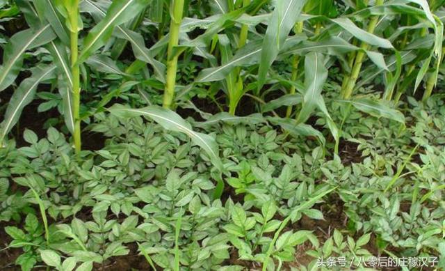 Scientific planting, new planting method of konjac