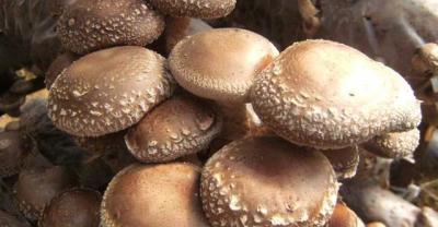 Management Tips of Edible Fungi in Winter