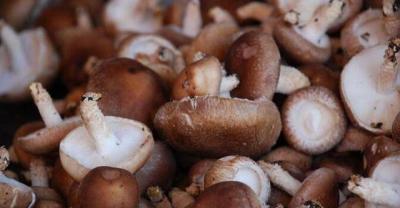 A Rare Edible Fungus--Tricholoma ulmosum