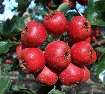 Developing Hawthorn planting to become Rich people in Beiyang Village, Jiangxian County