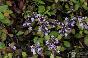 Introduction to the value of herring gall grass points for attention