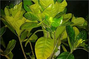 Analysis on the causes of yellowing of Gardenia jasminoides leaves