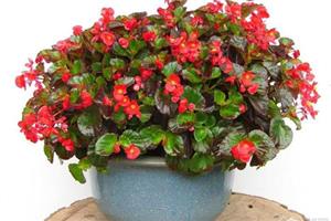 How to cultivate four Seasons Begonia to prevent insect pests