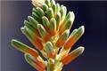 What does aloe bloom represent? is aloe flowering a good sign?