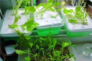 Planting vegetables on the balcony to create a vertical plantation that saves time and space