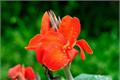 What are the Canna Flower languages and legends?