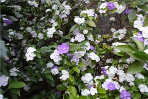 What is two-color jasmine? key points of culture methods of two-color jasmine