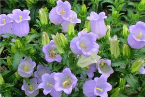 The Origin of the name of Campanula what is the Flower language of Campanula