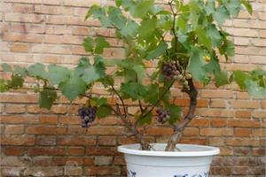 Pot and soil change techniques for potted grapes Fertilizer and Water Management of potted Grape