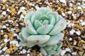 How to raise succulent plants