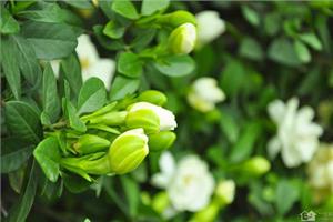 How to solve the effect of Gardenia jasminoides leaves yellowing