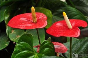 How to deal with the yellowing of Anthurium andraeanum leaves