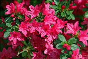 The growth conditions of azaleas are those of azaleas.