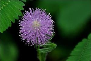 Will the mimosa bloom? when is the flowering period of the mimosa?