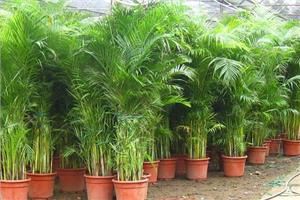 What kind of plants can purify indoor air?