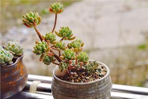 Is it easy to raise the succulent plant Lianhua? the breeding method of Lianhua