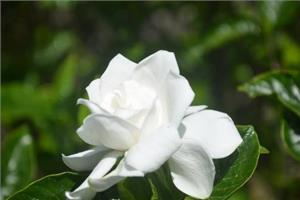 What do you need to pay attention to when raising gardenia?